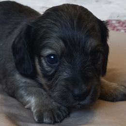 Dachshunds from Dachshunds-n-doxies