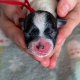 Miss Scarlet - Red Collar - Black and white female Shichon puppy in Troy, Ohio from Ever After Tails