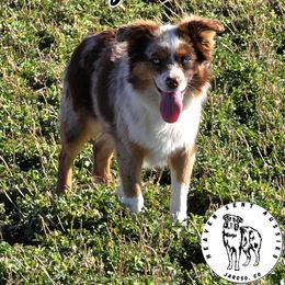 Dolly - Toy Australian Shepherd