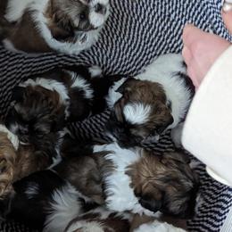 Shih Tzu Puppies from We Shih Tzu Not!