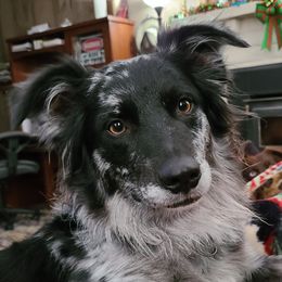 Wheeler - Australian Shepherd