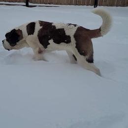 Saint Bernard Puppies from Split Rock Saints