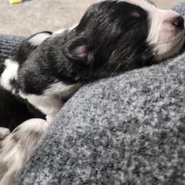 Miniature American Shepherd Puppies from Aussie Mama Sage