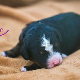 Rose - Tri-color female Bernedoodle puppy in Stuart, Oklahoma from G Ridge Kennels