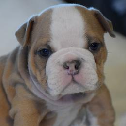 Hermit - Fawn and white male Bulldog puppy in Bradleyville, Missouri from HurstBulldogs