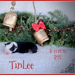 TinLee - Black tri female Miniature Australian Shepherd puppy in Madisonville, Texas from Flying LL Aussies