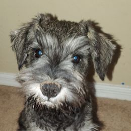 Miniature Schnauzers from Mini Schnauzers Best Friends