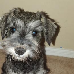 Miniature Schnauzers from Mini Schnauzers Best Friends