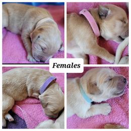 Golden Retriever Puppies from Golden Grams Retrievers