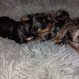 Dachshund Puppies from Marnette's Dachshunds