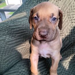 Titus ( orange collar ) - Chocolate male Great Dane puppy in Spartanburg, South Carolina from Pawlmetto Danes