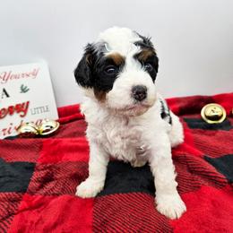 Nutmeg - Black and white female Bernedoodle puppy in Granton, Wisconsin from Rose River Farms