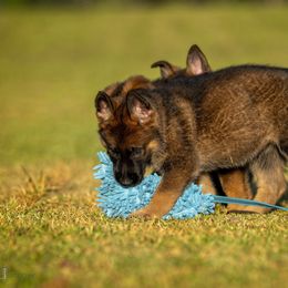 German Shepherd Puppies from Sommerfeld German Shepherds