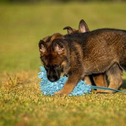 German Shepherd Puppies from Sommerfeld German Shepherds