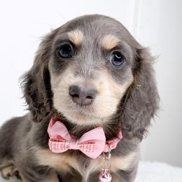 Sapphire - Blue and cream female Dachshund puppy in Redding, California from Jean & Mae Doxies