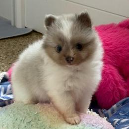 Champagne - Blue merle male Pomeranian puppy in San Jacinto, California from Savvypomeranians