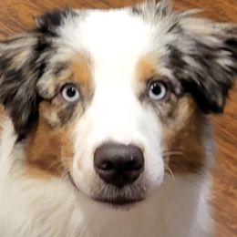 Miniature American Shepherds from April's Miniature American Shepherds