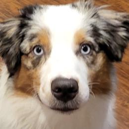 Miniature American Shepherds from April's Miniature American Shepherds