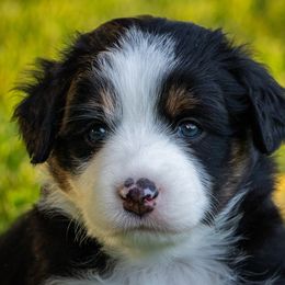 Denali - Black tri female Miniature Australian Shepherd puppy in Blackfoot, Idaho from Bellewynd Acres