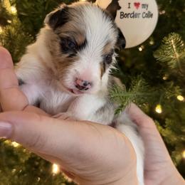 Beau - Blue merle male Border Collie puppy in Seguin, Texas from Geronimo Creek Border Collies