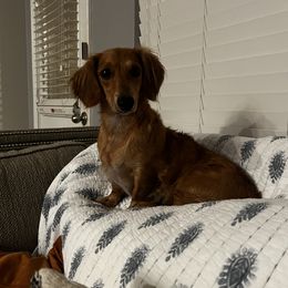 Diasy - Dachshund