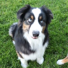Joule - Australian Shepherd