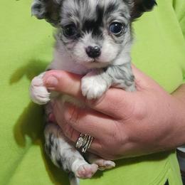 Diamond - Merle female Chihuahua puppy in Amity, Pennsylvania from Baxters Chihuahuas