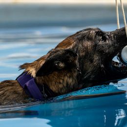 Belgian Malinois and German Shepherds from Abenteurer German Shepherds & Belgian Malinois