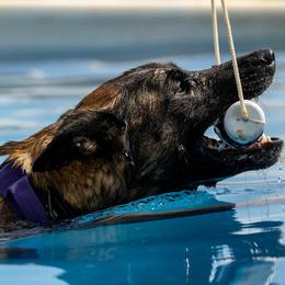 Belgian Malinois and German Shepherds from Abenteurer German Shepherds & Belgian Malinois