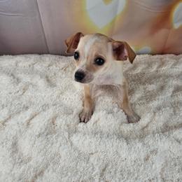 Sable - Cream and white male Chihuahua puppy in Decatur, Illinois from We R Puppies-Petite Pups