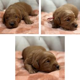 Girl 3 Selection - Red  female Goldendoodle puppy in Pleasant Hill, Iowa from Harvest Creek