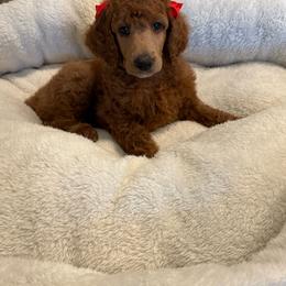 Red collar girl - Apricot female Poodle puppy in Riverside, California from Riverside red poodles