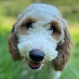 Goldendoodles from Fancy Doodles