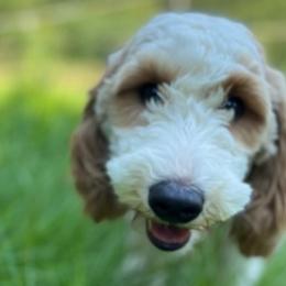 Goldendoodles from Fancy Doodles