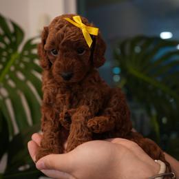 Frappé - Red  female Poodle puppy in Miami, Florida from COFFEE’S HEARTLINE POODLES