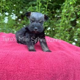 Girl 3 - Salt and pepper female Miniature Schnauzer puppy in Kentucky from Tyra's Mini Schnauzers
