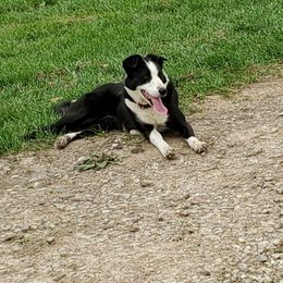 Molly - Border Collie