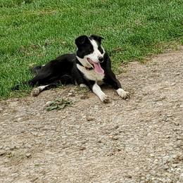 Molly - Border Collie