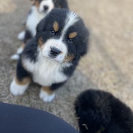 Bernese Mountain Dog Puppies from Faith’s Bernese