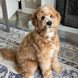 Lea - Bernedoodle