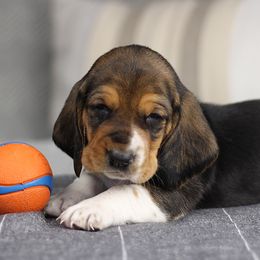 Chip - Black brown and white male Basset Hound puppy in Idaho from Welcome Home Bassets