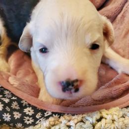 Daffy - Black and white female Sheepadoodle puppy in Bellevue, Iowa from Fluffy Wonders Poms and Doodles