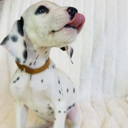 Miss Brown - White and black female Dalmatian puppy in Startup, Washington from Upperleftdalmatians