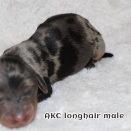 Rolo - Dapple male Dachshund puppy in Powderly, Texas from Kuttin’ Up Mini Aussies