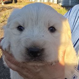 Aqua - White female Polish Tatra Sheepdog puppy in Lebanon, Oregon from Abbott Family Farm