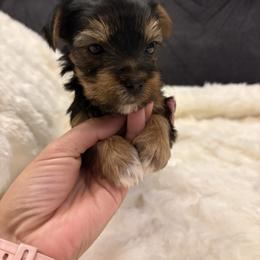 Kiwi - Black and tan male Yorkshire Terrier puppy in San Antonio, Texas from Sweet as dessert puppies