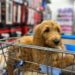 Canaan "Male" - Goldendoodle puppy from Valentine Kennels
