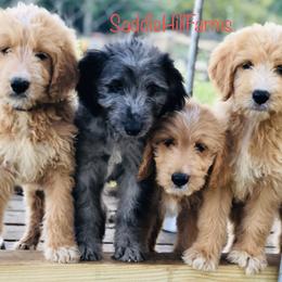 Aussiedoodle and Goldendoodle Puppies from Saddle Hill Farms