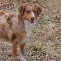 Miniature Australian Shepherds and Toy Australian Shepherds from Aiken Switch Aussies