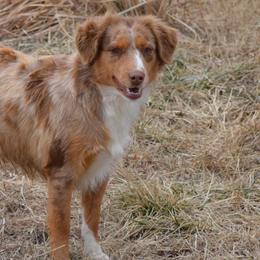 Miniature Australian Shepherds and Toy Australian Shepherds from Aiken Switch Aussies
